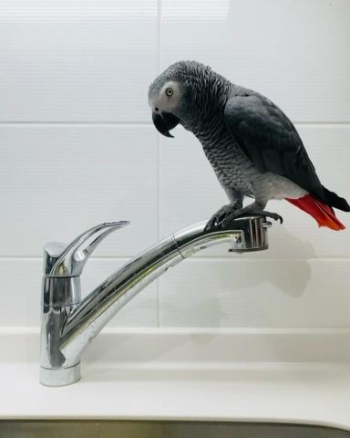 Talking African grey bird is available  2
