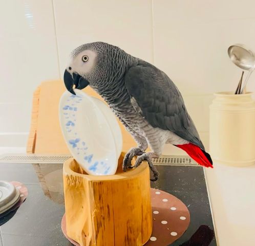 Talking African grey bird is available  3
