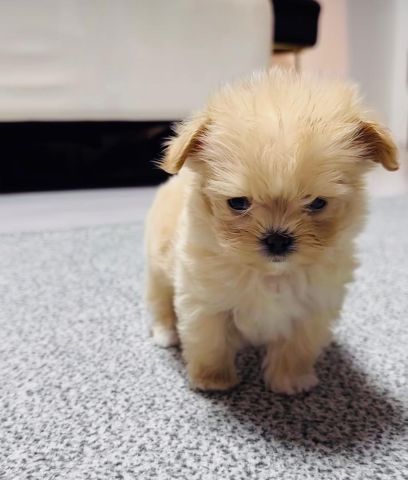 Maltipoo puppy 
