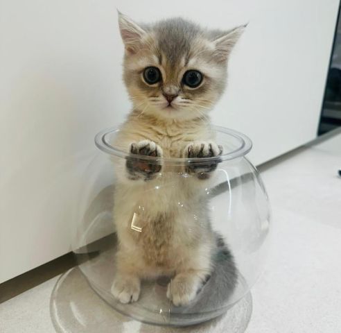 Munchkin kitten 