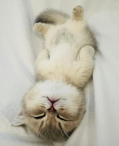 Munchkin kitten  2