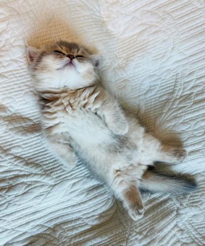 Munchkin kitten  3