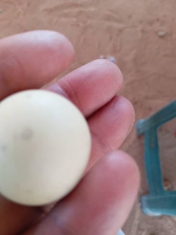 السوادن مدينه عطبره