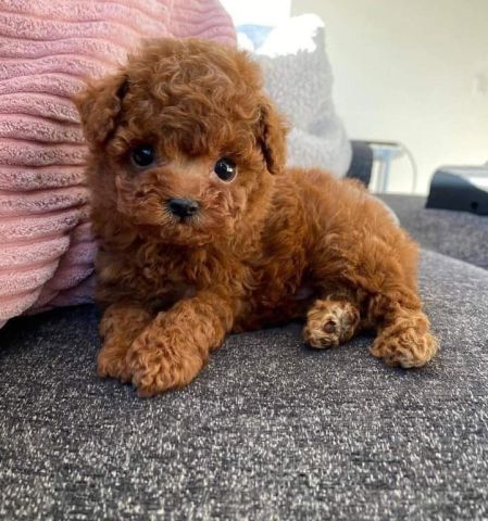 ????✨ Adorable Male & Female Poodle Puppies – 14 Weeks Old! ✨???? 2