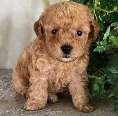 ????✨ Adorable Male & Female Poodle Puppies – 14 Weeks Old! ✨???? 4