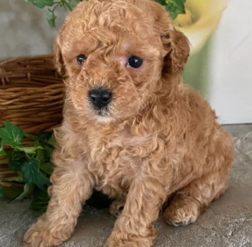????✨ Adorable Male & Female Poodle Puppies – 14 Weeks Old! ✨???? 5