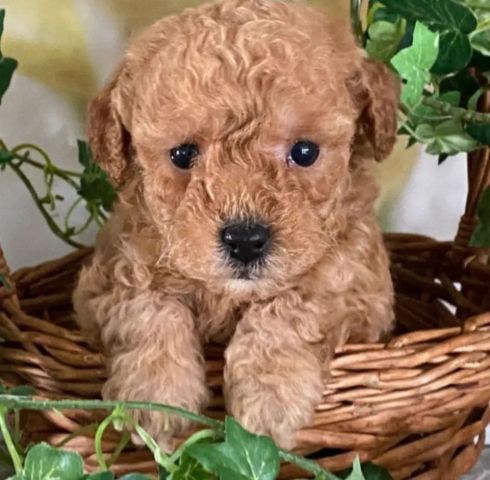 ????✨ Adorable Male & Female Poodle Puppies – 14 Weeks Old! ✨???? 6