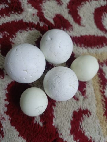 الاردن_ عمان_مادبا 
