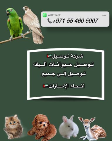 شركة توصيل  2