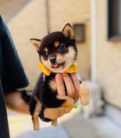 Shiba Inu puppy for adoption