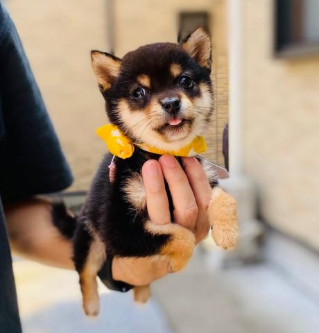 Shiba Inu puppy for adoption 2