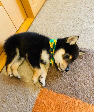 Shiba Inu puppy for adoption 3