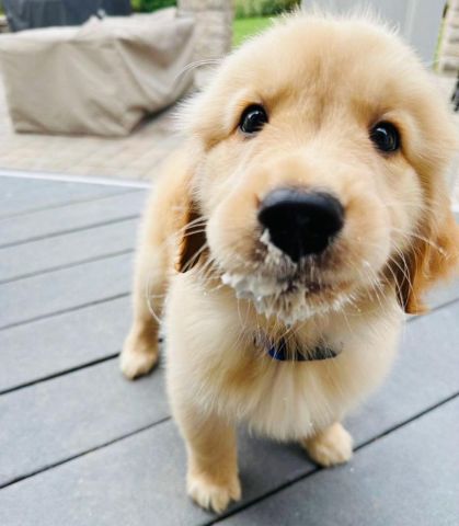 Golden Retriever puppy for adoption 