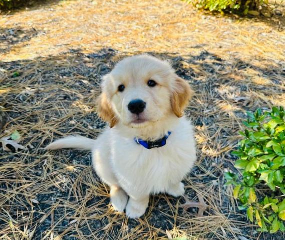 Golden Retriever puppy for adoption  2