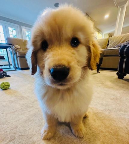 Golden Retriever puppy for adoption  3