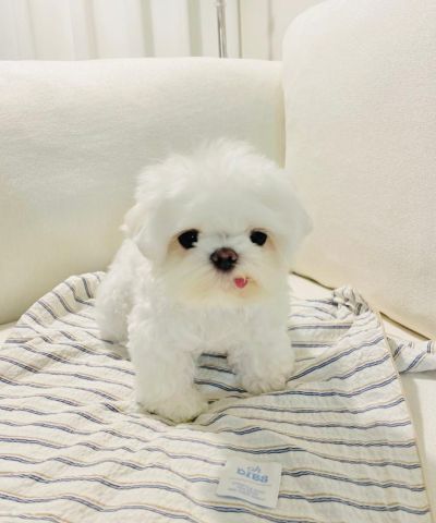 Maltese puppy for adoption 