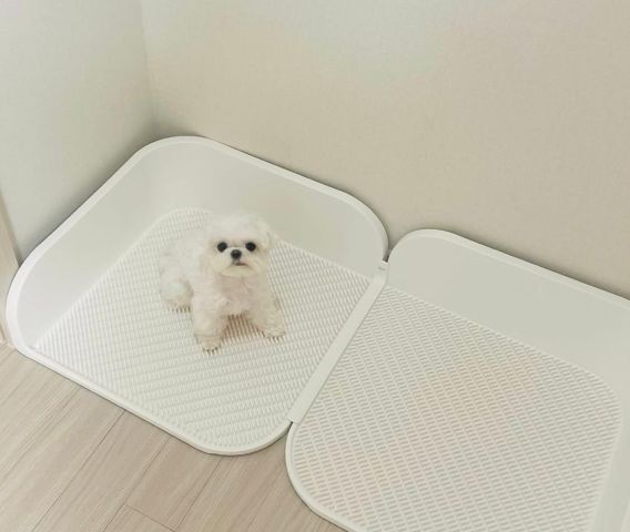 Maltese puppy for adoption  2