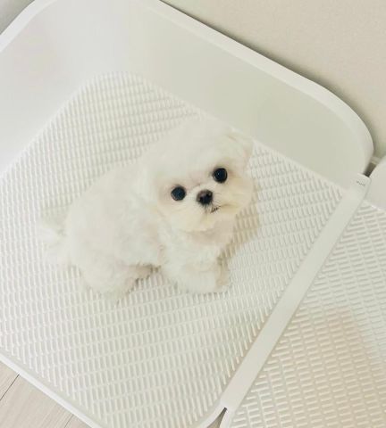 Maltese puppy for adoption  3