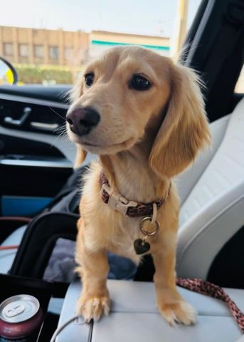 Dachshund puppy for adoption 