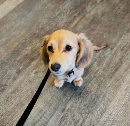 Dachshund puppy for adoption  2