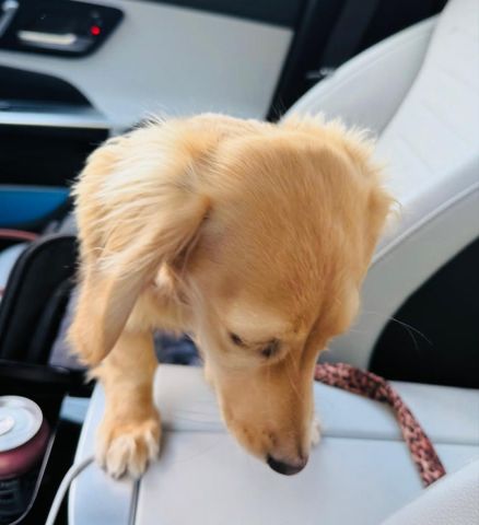 Dachshund puppy for adoption  3