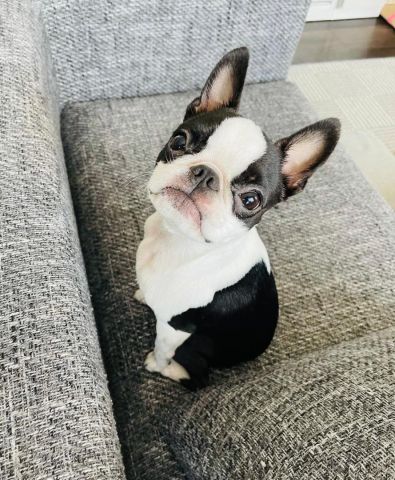 Boston terrier puppy for adoption