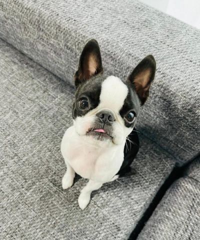 Boston terrier puppy for adoption 2