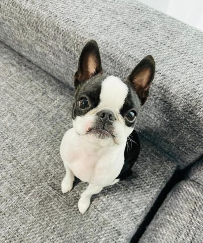 Boston terrier puppy for adoption 3