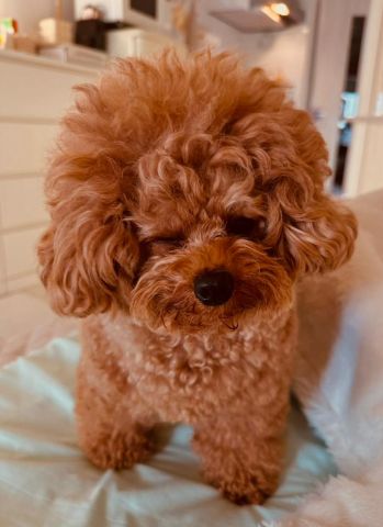 Poodle puppy for adoption 