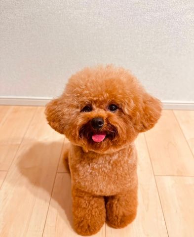 Poodle puppy for adoption  2