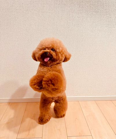 Poodle puppy for adoption  3