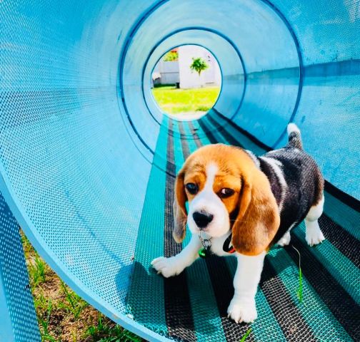 Beagle puppy for adoption 