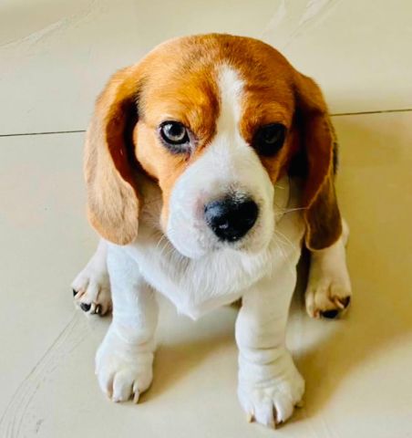 Beagle puppy for adoption  2