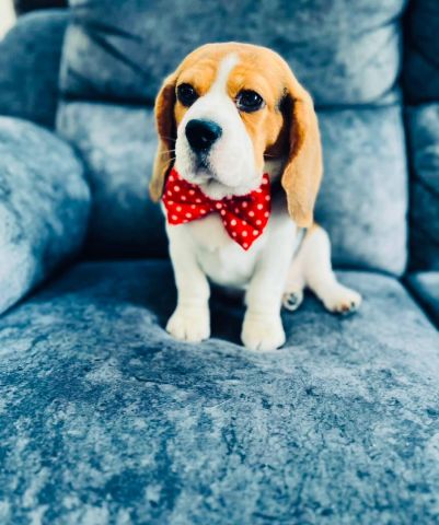 Beagle puppy for adoption  3