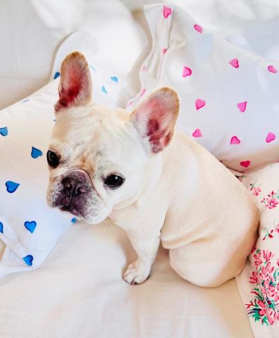 French Bulldog puppy for adoption 