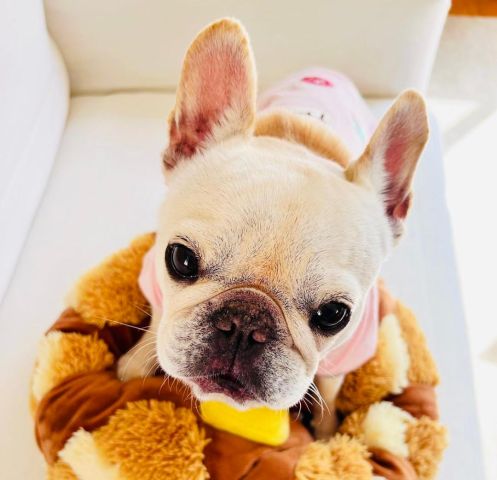 French Bulldog puppy for adoption  2