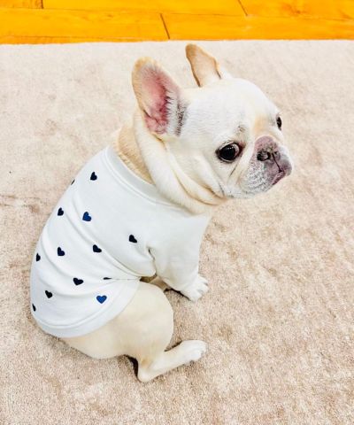French Bulldog puppy for adoption  3