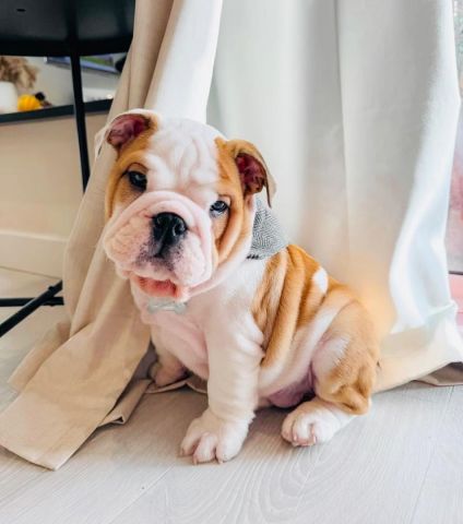 English bulldog puppy for adoption 
