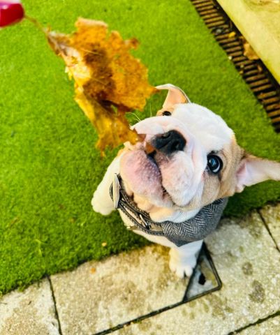 English bulldog puppy for adoption  2