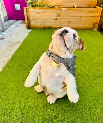 English bulldog puppy for adoption  3