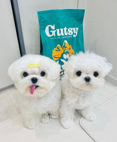 Maltese male and female puppy for adoption 
