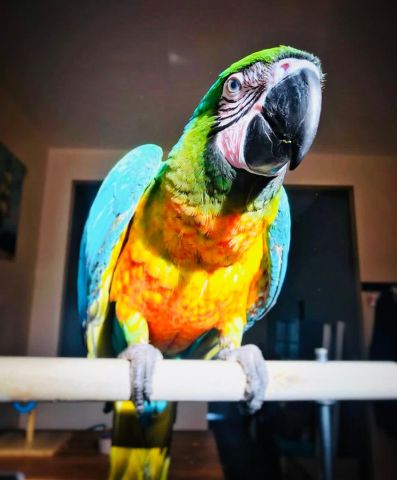 Macaw bird for adoption 