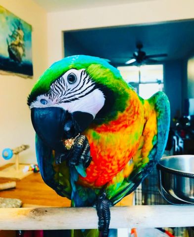 Macaw bird for adoption  2