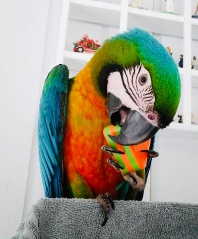 Macaw bird for adoption  3
