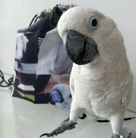 Cockatoo bird for adoption 
