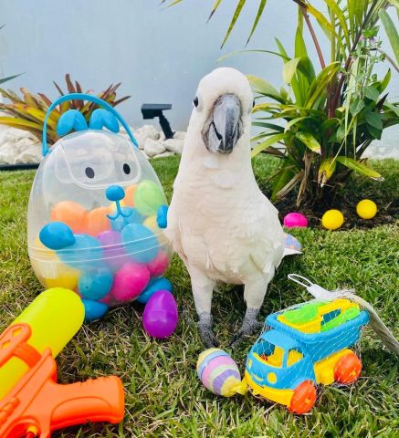 Cockatoo bird for adoption  2