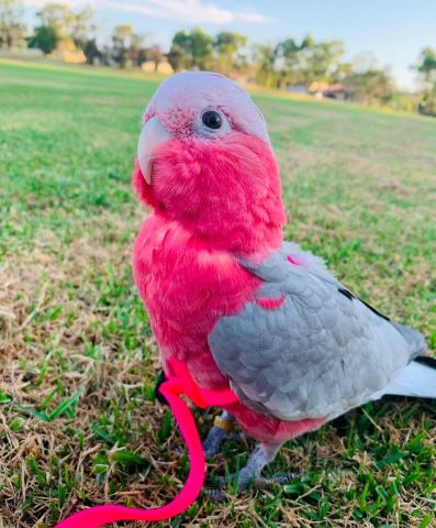 Galah cockatoo bird for adoption 