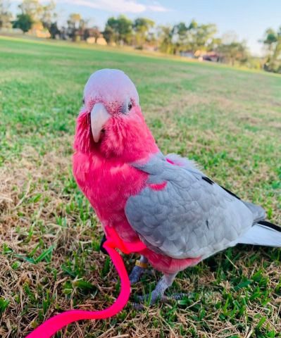 Galah cockatoo bird for adoption  2