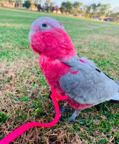 Galah cockatoo bird for adoption  3