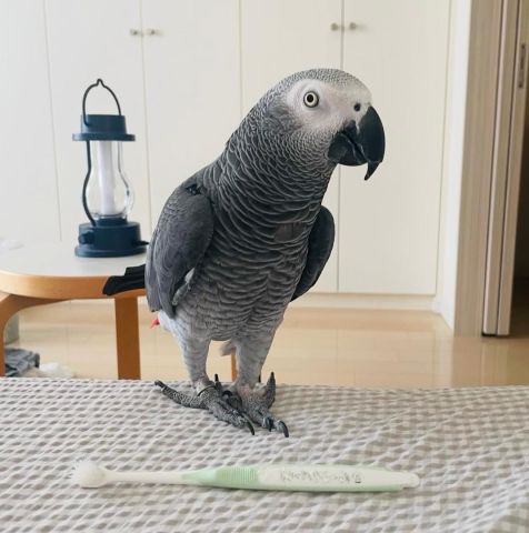 African grey bird for adoption 